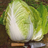 Hectarul - Seminte de varza Chinezeasca Hilton- 1 gram OPAL